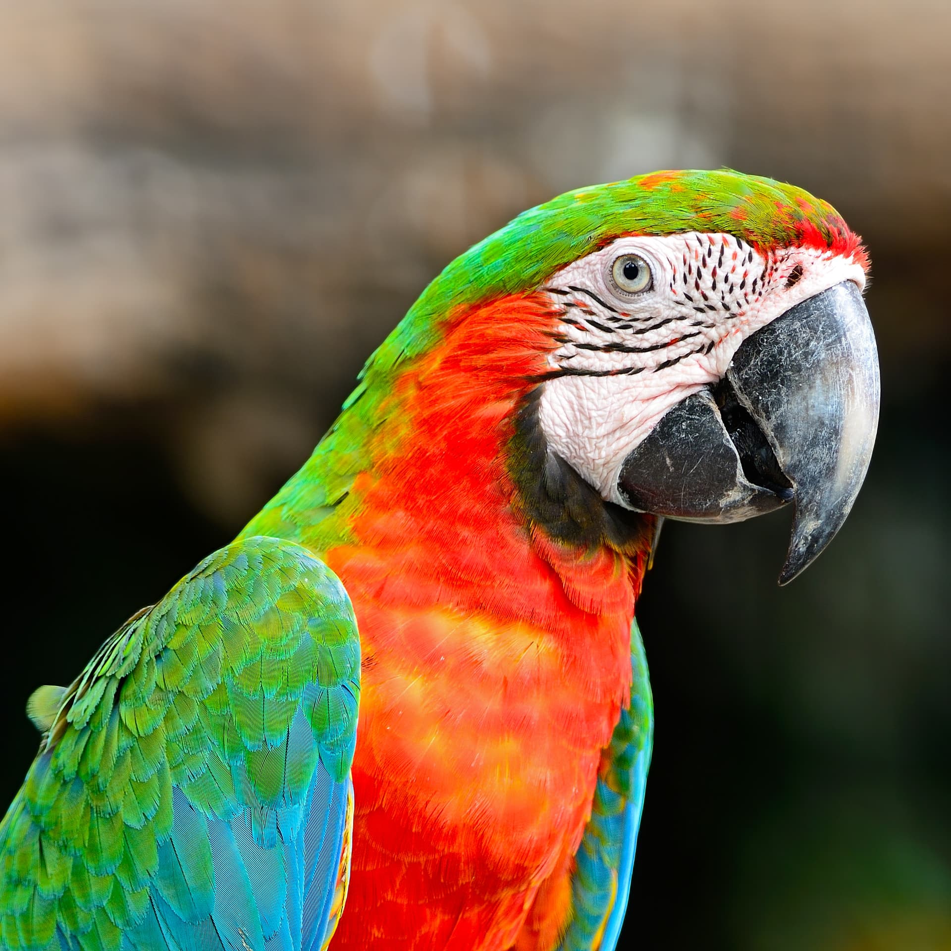 Sterling Creative Studio macaw emblem